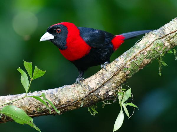 <h3><a href="/trips/costa-rica/biota/animalia/chordata/aves/040 passeriformes/127 thraupidae/ramphocelus sanguinolentus/ramphocelus sanguinolentus-nl.html">Ramphocelus&nbsp;sanguinolentus</a> / Crimson‑collared&nbsp;tanager / Vuurkraagtangare</h3>OM-1 Mark II met OLYMPUS M.150-400mm F4.5, 1/200 sec  bij F4.5, ISO 10000, afstand 4.47&nbsp;m